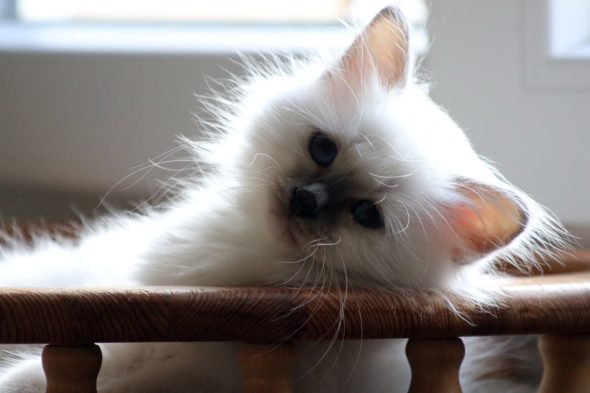 Image de la portée de chaton de l'élévage ROYSTON SPORT