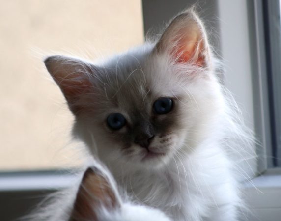 Image de la portée de chaton de l'élévage ROYSTON SPORT