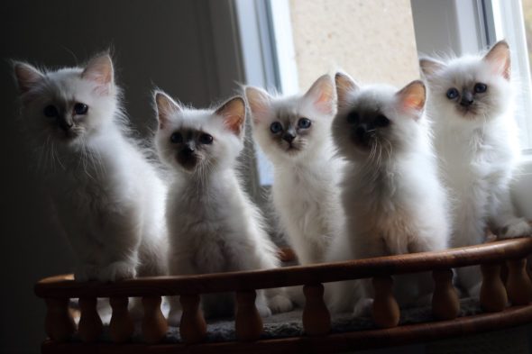 Image de la portée de chaton de l'élévage ROYSTON SPORT