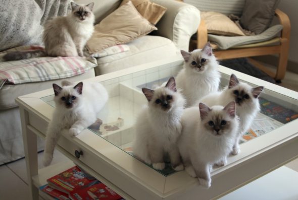 Image de la portée de chaton de l'élévage ROYSTON SPORT