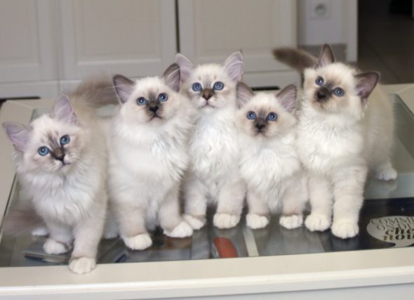 Image de la portée de chaton de l'élévage ROYSTON SPORT