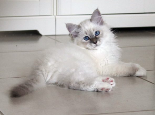 Image de la portée de chaton de l'élévage ROYSTON SPORT