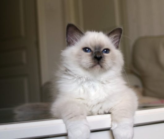 Image de la portée de chaton de l'élévage ROYSTON SPORT