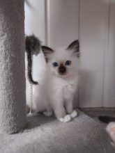 Chatons de race Sacré de Birmanie à vendre chez l'éleveur DU VOLCANIC BENGALS