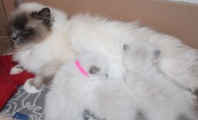 Chatons de race Sacré de Birmanie à vendre chez l'éleveur DU NORMONT