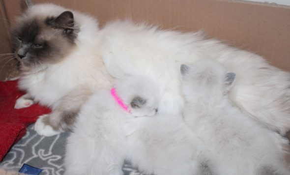 Image de la portée de chaton de l'élévage DU NORMONT