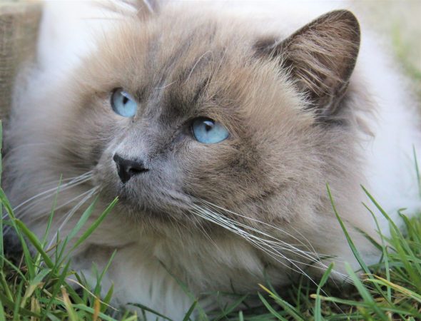 Image de la portée de chaton de l'élévage DU NORMONT