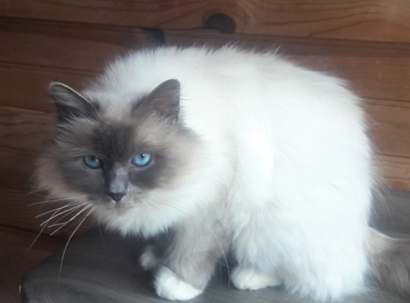 Image de la portée de chaton de l'élévage DU NORMONT
