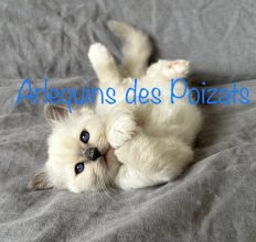 Chatons de race Sacré de Birmanie à vendre chez l'éleveur DELPHINO AUDREY