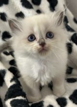 Chatons d'apparence Sacré de Birmanie à vendre chez l'éleveur CHATTERIE DU MANTEAU NEIGEUX