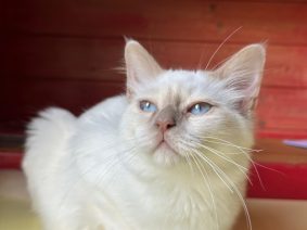 Chatons de race Sacré de Birmanie à vendre chez l'éleveur DE LA DYNASTIE SAPHIR