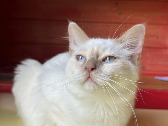 Image de la portée de chaton de l'élévage DE LA DYNASTIE SAPHIR
