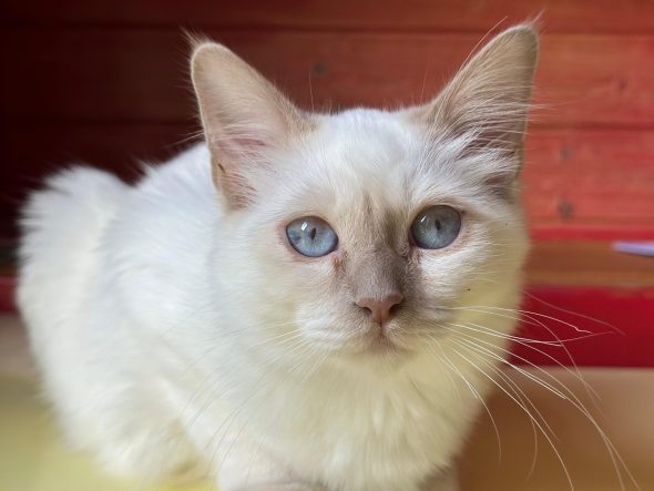 Image de la portée de chaton de l'élévage DE LA DYNASTIE SAPHIR