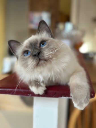 Image de la portée de chaton de l'élévage DE LA DYNASTIE SAPHIR