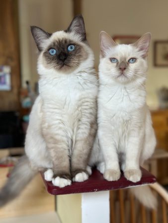 Image de la portée de chaton de l'élévage DE LA DYNASTIE SAPHIR
