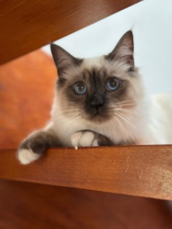 Image de la portée de chaton de l'élévage DE LA DYNASTIE SAPHIR