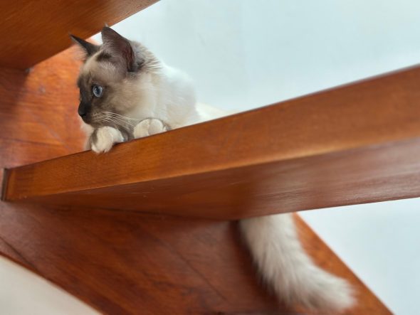 Image de la portée de chaton de l'élévage DE LA DYNASTIE SAPHIR