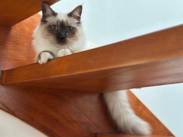 Image de la portée de chaton de l'élévage DE LA DYNASTIE SAPHIR