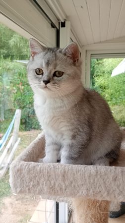 Image de la portée de chaton de l'élévage DE LA COMTE CELTE