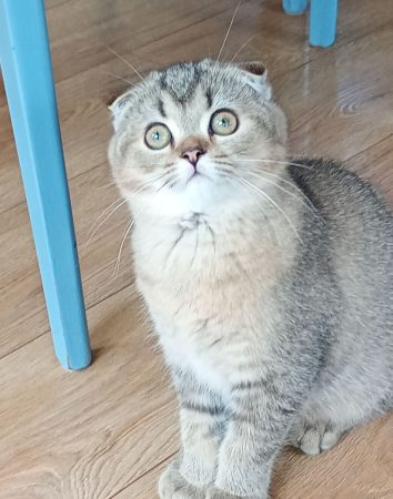 Image de la portée de chaton de l'élévage DE LA COMTE CELTE