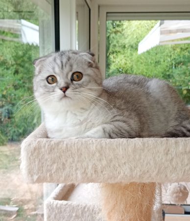 Image de la portée de chaton de l'élévage DE LA COMTE CELTE