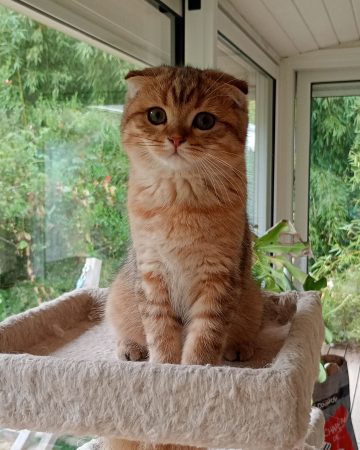 Image de la portée de chaton de l'élévage DE LA COMTE CELTE