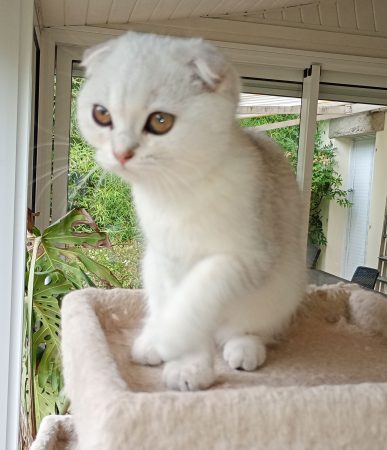 Image de la portée de chaton de l'élévage DE LA COMTE CELTE
