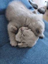 Chatons de race Scottish fold à vendre chez l'éleveur CHATTERIE DES PRAIRIES MORERIIS