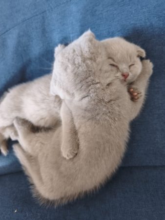 Image de la portée de chaton de l'élévage CHATTERIE DES PRAIRIES MORERIIS