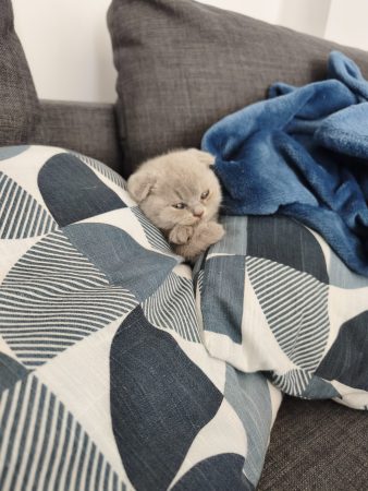 Image de la portée de chaton de l'élévage CHATTERIE DES PRAIRIES MORERIIS