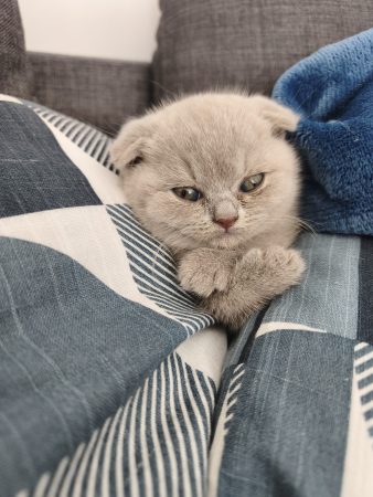 Image de la portée de chaton de l'élévage CHATTERIE DES PRAIRIES MORERIIS