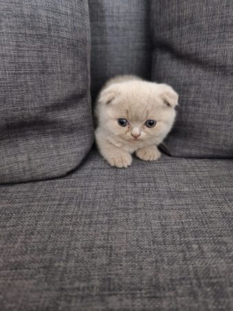 Image de la portée de chaton de l'élévage CHATTERIE DES PRAIRIES MORERIIS