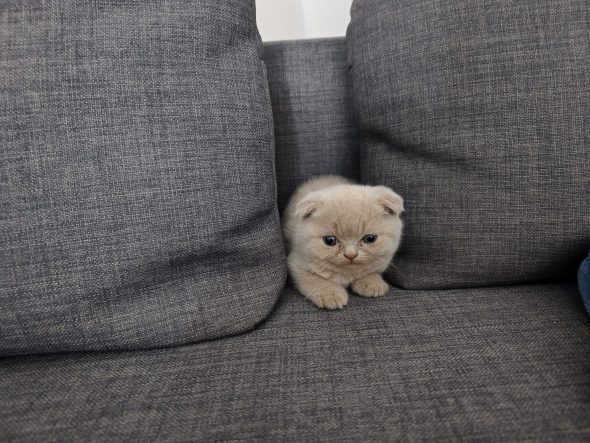 Image de la portée de chaton de l'élévage CHATTERIE DES PRAIRIES MORERIIS