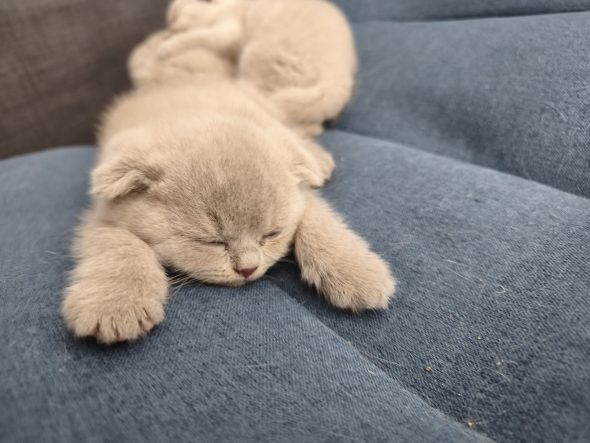 Image de la portée de chaton de l'élévage CHATTERIE DES PRAIRIES MORERIIS