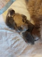 Chatons de race Scottish fold à vendre chez l'éleveur ZENONI CHRISTINE