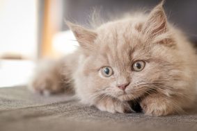 Chatons de race Scottish straight à vendre chez l'éleveur Du Chat de l&rsquo; Aiguille