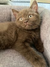 Chatons de race Scottish straight à vendre chez l'éleveur Du Chat de l&rsquo; Aiguille