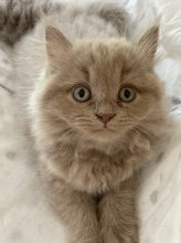 Chatons de race Scottish straight à vendre chez l'éleveur Du Chat de l&rsquo; Aiguille