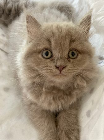 Image de la portée de chaton de l'élévage Du Chat de l&rsquo; Aiguille
