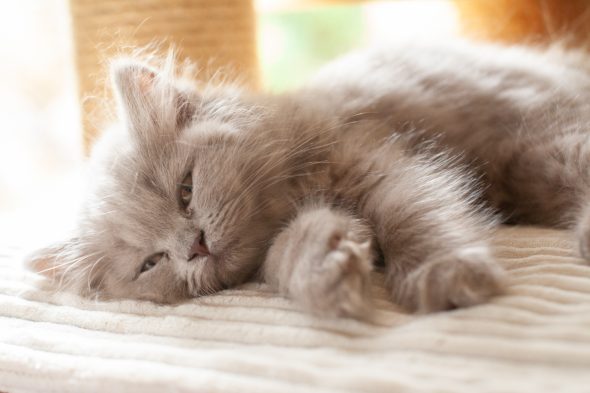Image de la portée de chaton de l'élévage Du Chat de l&rsquo; Aiguille