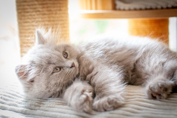 Image de la portée de chaton de l'élévage Du Chat de l&rsquo; Aiguille