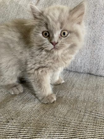 Image de la portée de chaton de l'élévage Du Chat de l&rsquo; Aiguille