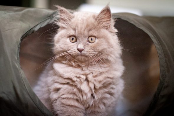 Image de la portée de chaton de l'élévage Du Chat de l&rsquo; Aiguille