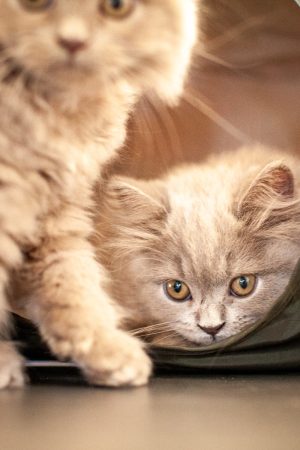 Image de la portée de chaton de l'élévage Du Chat de l&rsquo; Aiguille
