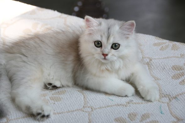 Image de la portée de chaton de l'élévage QTYCATS