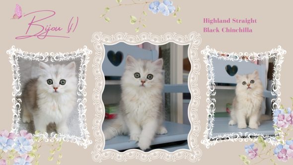 Image de la portée de chaton de l'élévage QTYCATS
