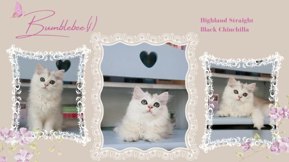 Image de la portée de chaton de l'élévage QTYCATS