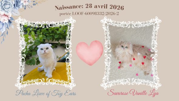 Image de la portée de chaton de l'élévage QTYCATS