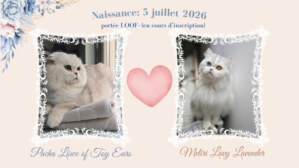 Image de la portée de chaton de l'élévage QTYCATS