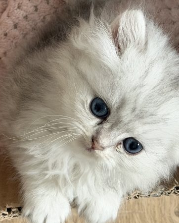 Image de la portée de chaton de l'élévage @elevapurr